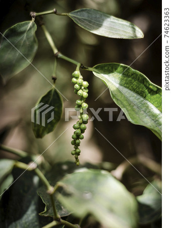 organic peppercorn pods on pepper vine plant in kampot cambodia 74623363