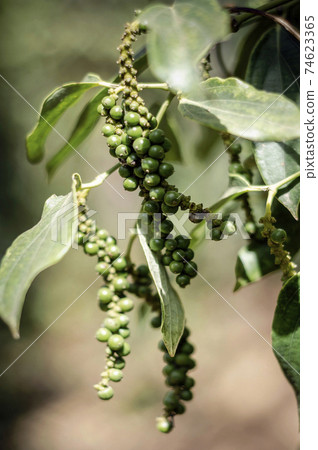 organic peppercorn pods on pepper vine plant in kampot cambodia organic peppercorn pods on pepper vine plant in kampot cambodia 74623365