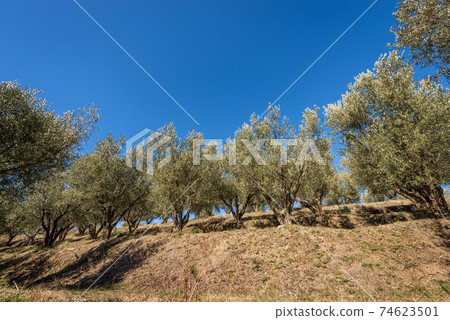 Olive Trees on the Coast of the Lake Garda - Veneto Italy 74623501