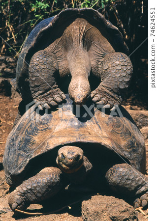 加拉帕戈斯巨龜 加拉帕戈斯巨龜 74624551