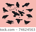Various poses of crows 74624563