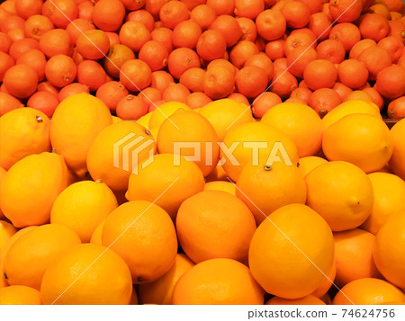 Ripe yellow lemons and mandarins close-up background or Texture. Lemon and Tangerines harvest, many yellow and orange lemons and mandarins. 74624756