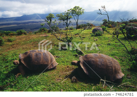 加拉帕戈斯巨龜 74624781
