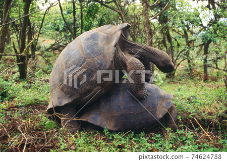 加拉帕戈斯巨龜 74624788