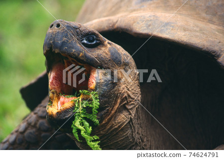 Galapagos Giant tortoise 74624791