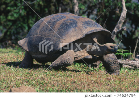 Galapagos Giant tortoise 74624794