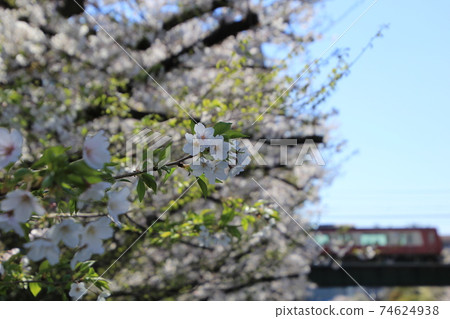 京濱急行線和櫻花 京濱急行線和櫻花 74624938
