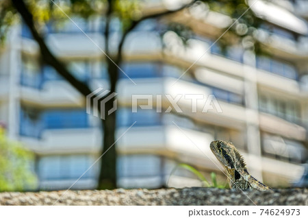 Wild lizard looking up at the town 74624973