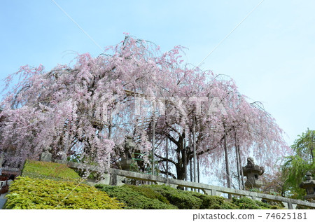 Kyoto Higashiyama when the cherry blossoms bloom Kyoto Higashiyama when the cherry blossoms bloom 74625181