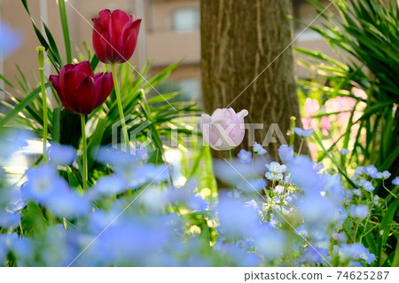 Colorful flowers found on the roadside near my house 74625287