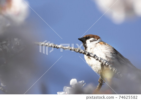 Cherry blossoms and sparrow 74625582