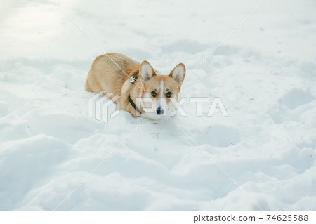 cute fluffy corgi dog cute fluffy corgi dog 74625588
