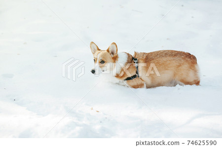 corgi is walking on the snow 74625590