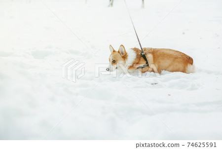pembroke welsh corgi dog pembroke welsh corgi dog 74625591
