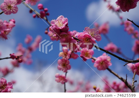 梅花和仰望的藍天 74625599