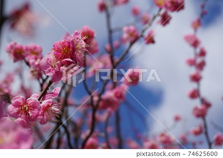 梅花和仰望的藍天 梅花和仰望的藍天 74625600