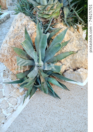 Agave americana marginata plant close-up in the garden 74625701