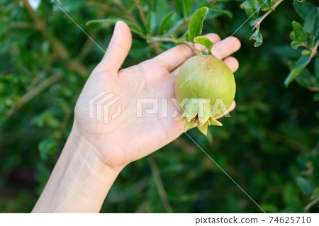 Green pomegranate fruit on a plant in hand Green pomegranate fruit on a plant in hand 74625710