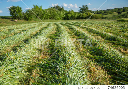 Work on an agricultural farm Work on an agricultural farm 74626003