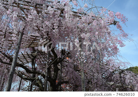 櫻花盛開的京都東山 櫻花盛開的京都東山 74626010