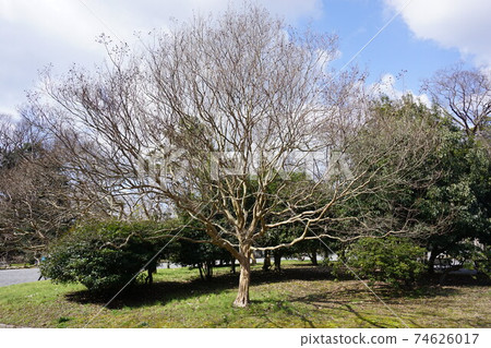 Tree with fallen leaves in winter Tree with fallen leaves in winter 74626017