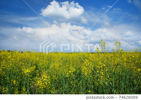 Yellow rapeseed field and blue sky with clouds 74626089