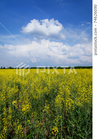 Yellow rapeseed field and blue sky with clouds Yellow rapeseed field and blue sky with clouds 74626090