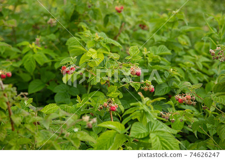 red raspberries on a bush in the garden red raspberries on a bush in the garden 74626247