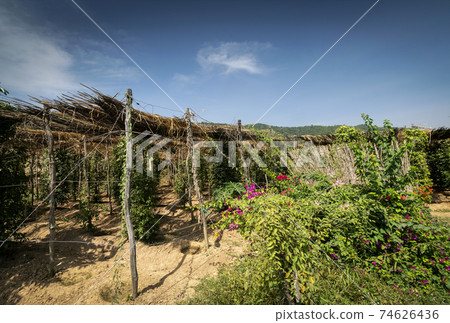 peppercorn vines growing in organic pepper farm in kampot cambodia peppercorn vines growing in organic pepper farm in kampot cambodia 74626436