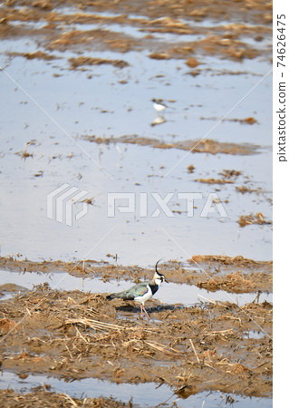 田鳧 田鳧 74626475