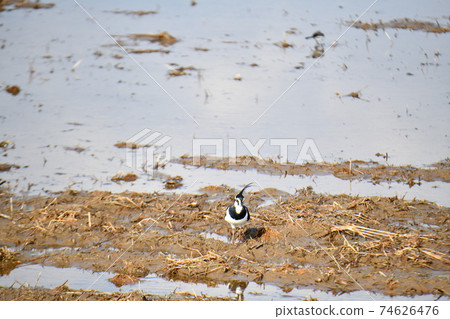 田鳧 74626476