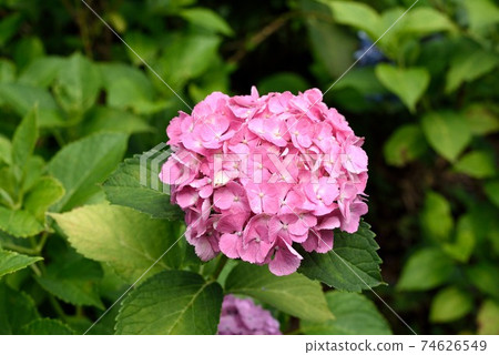 Fujinomori Shrine in Kyoto Hydrangea is in full bloom Fujinomori Shrine in Kyoto Hydrangea is in full bloom 74626549
