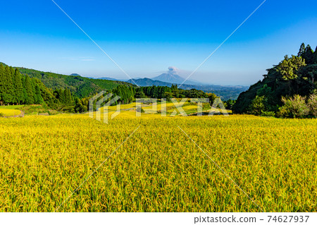 八重縣水稻梯田和櫻島 八重縣水稻梯田和櫻島 74627937