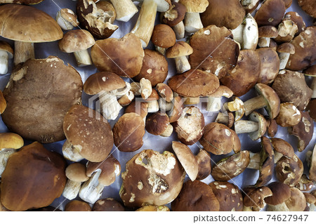 White mushrooms, dietary and tasty white mushrooms, seasonal edible wild mushrooms are collected in the forest. White mushrooms, dietary and tasty white mushrooms, seasonal edible wild mushrooms are collected in the forest. 74627947