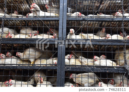 Bangladesh's Dhaka Morning Market Many chickens in iron cages Bangladesh's Dhaka Morning Market Many chickens in iron cages 74628311