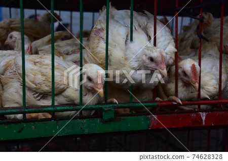 Bangladesh's Dhaka Morning Market Many chickens in iron cages Bangladesh's Dhaka Morning Market Many chickens in iron cages 74628328