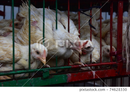Bangladesh's Dhaka Morning Market Many chickens in iron cages Bangladesh's Dhaka Morning Market Many chickens in iron cages 74628330