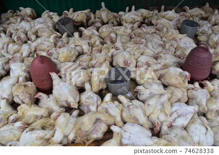 Bangladesh's Dhaka Morning Market Many chickens on sale Bangladesh's Dhaka Morning Market Many chickens on sale 74628338
