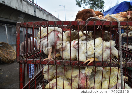 Bangladesh's Dhaka Morning Market Many chickens in iron cages Bangladesh's Dhaka Morning Market Many chickens in iron cages 74628346