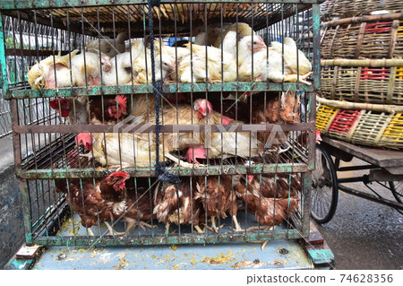 Bangladesh's Dhaka Morning Market Many chickens in iron cages Bangladesh's Dhaka Morning Market Many chickens in iron cages 74628356