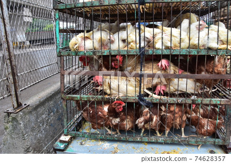 Bangladesh's Dhaka Morning Market Many chickens in iron cages 74628357