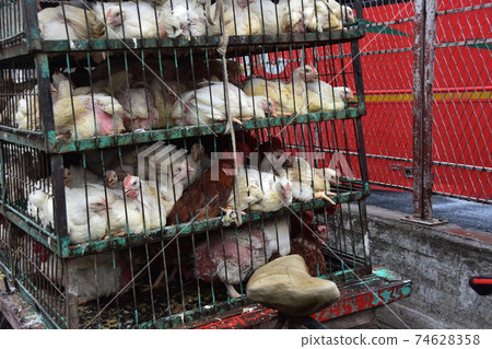 Bangladesh's Dhaka Morning Market Many chickens in iron cages 74628358