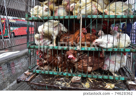 Bangladesh's Dhaka Morning Market Many chickens in iron cages 74628362