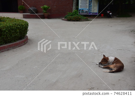 基於民間博物館大廈的街道的狗叫Shodol巴厘島，Sional高，孟加拉國的達卡的郊區。 74628411