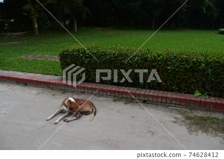 休息在民間博物館的街道上的一條狗叫Shodol Bali，Sional Gao，孟加拉國達卡的郊區。 74628412