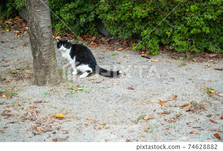 Stray cat pooping sales on my porch