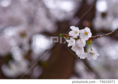 Sakurasaku 74628971