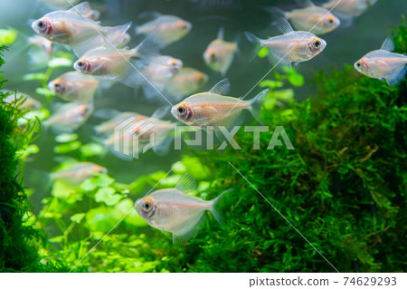 Underwater world of aquarium. Plants and fish in freshwater aquarium. Natural background Natural habitat. Home hobby. Underwater world of aquarium. Plants and fish in freshwater aquarium. Natural background Natural habitat. Home hobby. 74629293