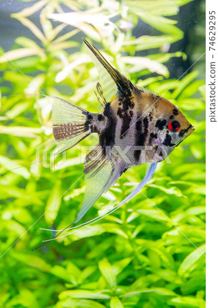 Underwater world of aquarium. Plants and fish in freshwater aquarium. Natural background Natural habitat. Home hobby. Underwater world of aquarium. Plants and fish in freshwater aquarium. Natural background Natural habitat. Home hobby. 74629295