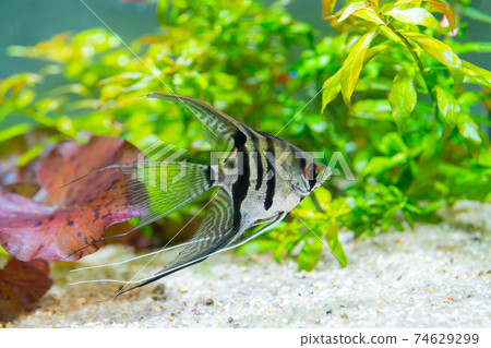 Underwater world of aquarium. Plants and fish in freshwater aquarium. Natural background Natural habitat. Home hobby. Underwater world of aquarium. Plants and fish in freshwater aquarium. Natural background Natural habitat. Home hobby. 74629299
